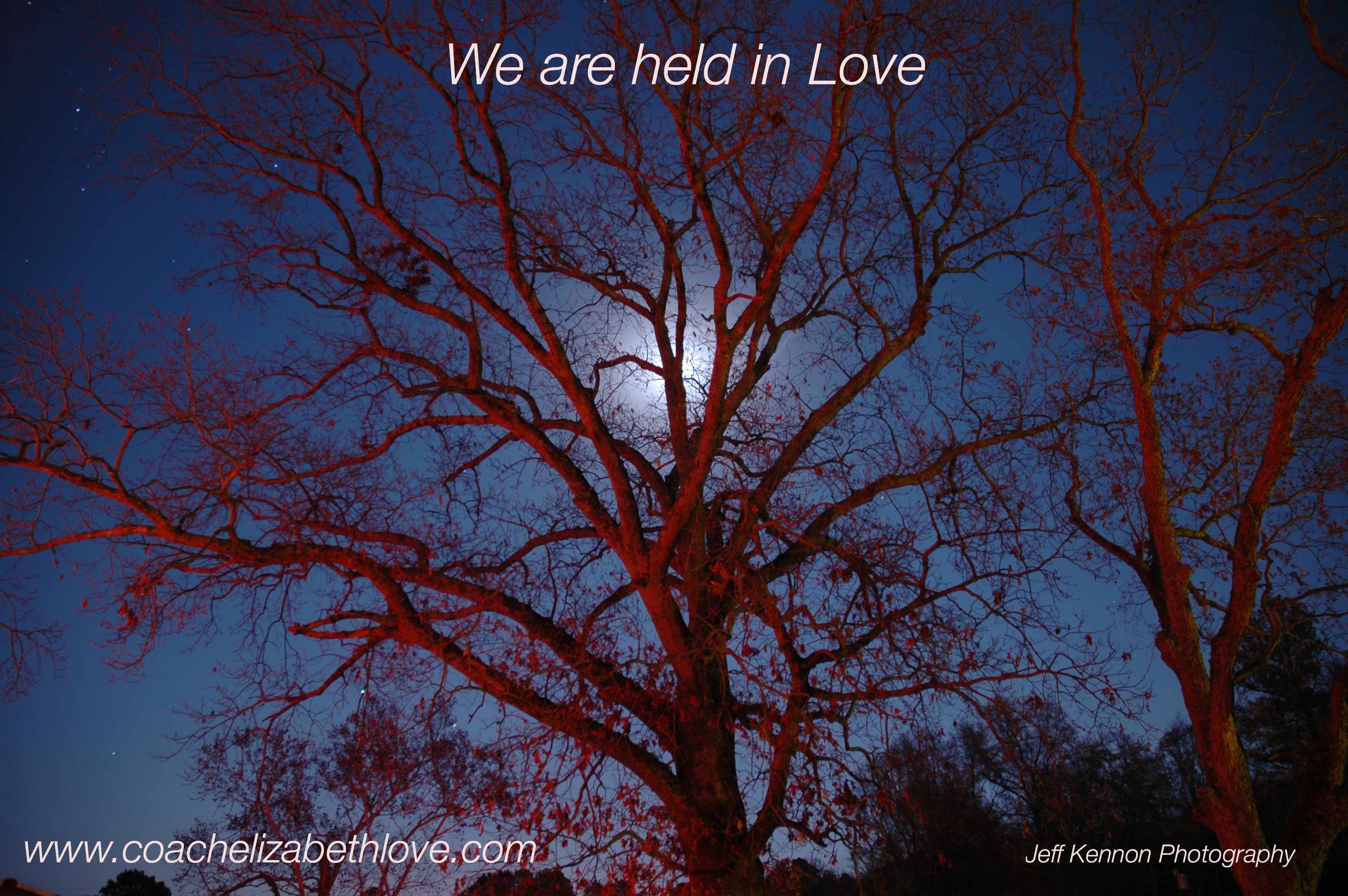 moon tree