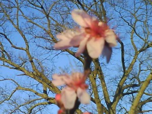 peach blossom and oak tree